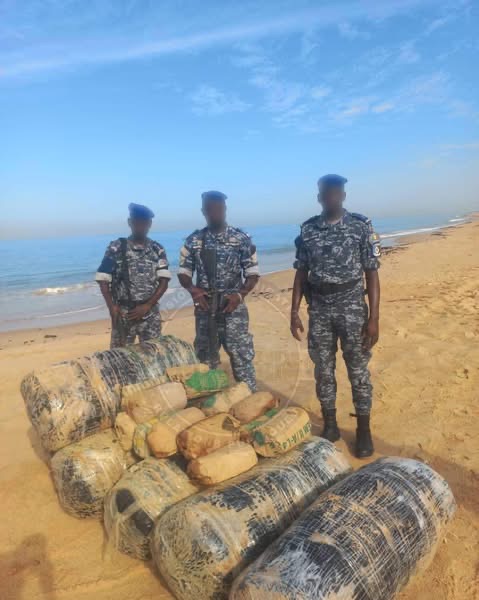 Saisie de drogue à Nianing : 205 kilogrammes de chanvre indien retrouvés sur le littoral